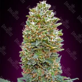 Auto Bubble Gum feminised 00 Seeds