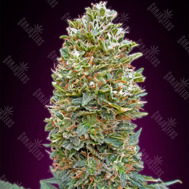 хорошие семена конопли Auto Bubble Gum feminised 00 Seeds
