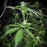 семена индийской конопли Pineapple Chunk feminised Barneys Farm