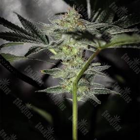 Pineapple Chunk feminised Barneys Farm