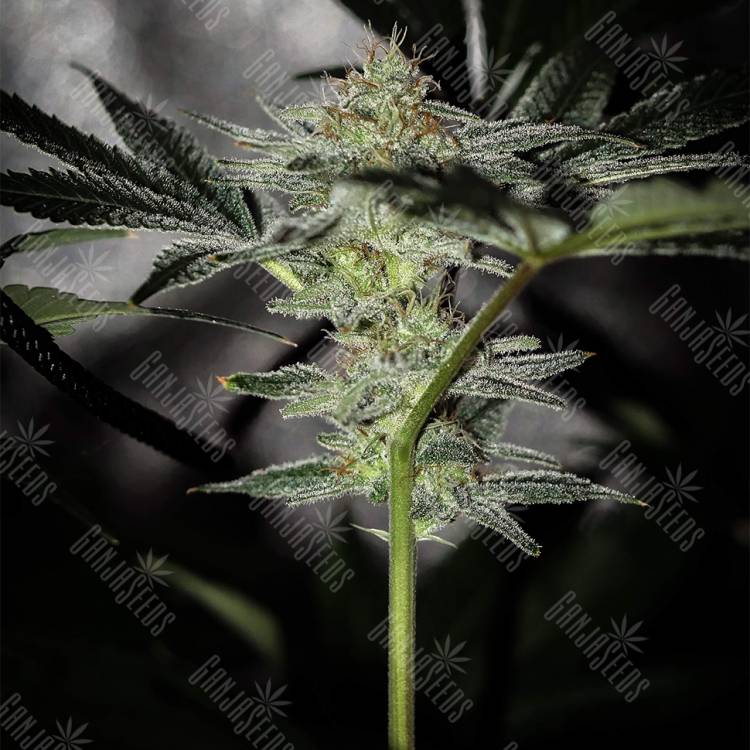 хорошие семена конопли Pineapple Chunk feminised Barneys Farm