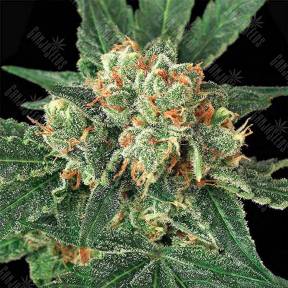 Blue Monkey feminised Exotic Seed