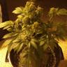 где заказать семена конопли Auto Bubba Kush feminised Humboldt Seeds