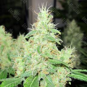 Bcn Sour Diesel feminised Medical Seeds