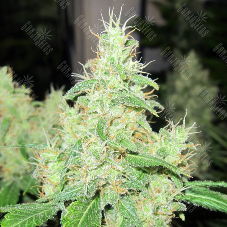 семена конопли элитных сортов Bcn Sour Diesel feminised Medical Seeds