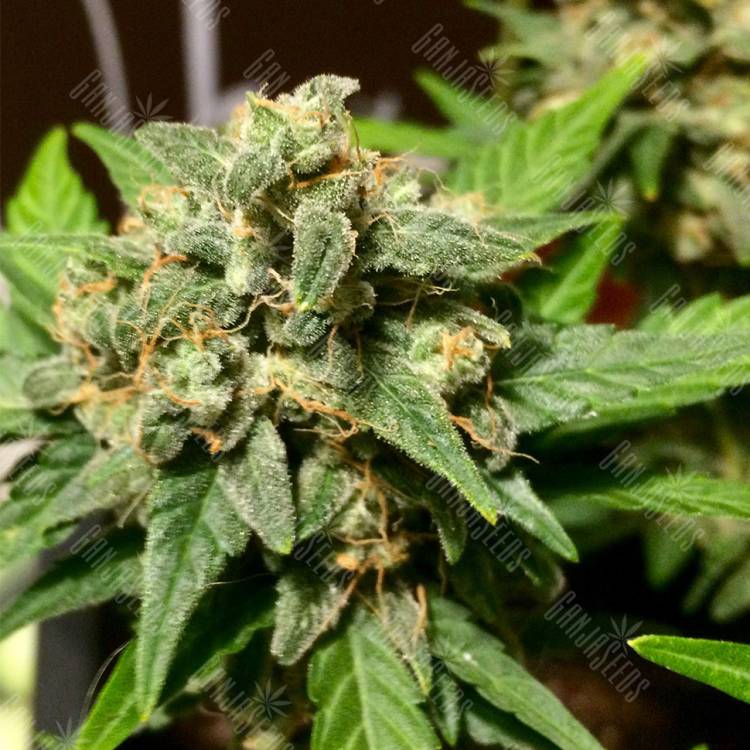 семена конопли аутдор Auto Acid feminised Paradise Seeds