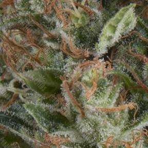 Auto Wembley feminised Pyramid Seeds