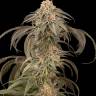 купить онлайн семена конопли Auto Afghan Kush feminised Ganja Seeds