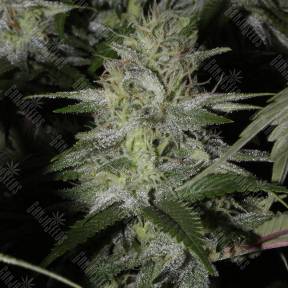 Molotov Cocktail feminised Ganja Seeds