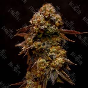 Bubble Yam feminised Ganja Seeds