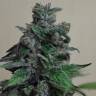 семена конопли недорого Кубанский убийца feminised