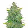 заказ семян конопли Москва Auto White Widow CBD feminised Green House Seeds