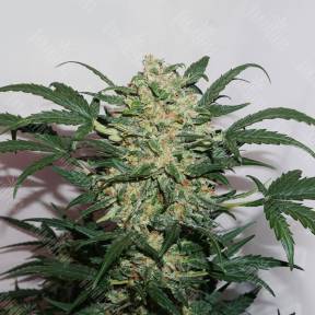 Auto Night Queen feminised Dutch Passion Seeds