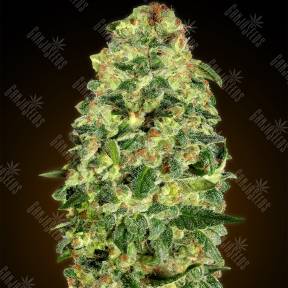 Auto California Kush feminised 00 Seeds