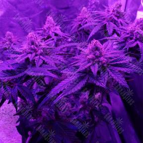 Peyote Cookies feminised Barneys Farm