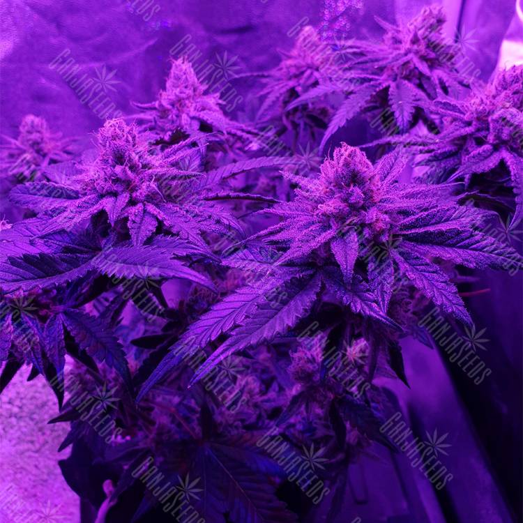 семена конопли в России Peyote Cookies feminised Barneys Farm