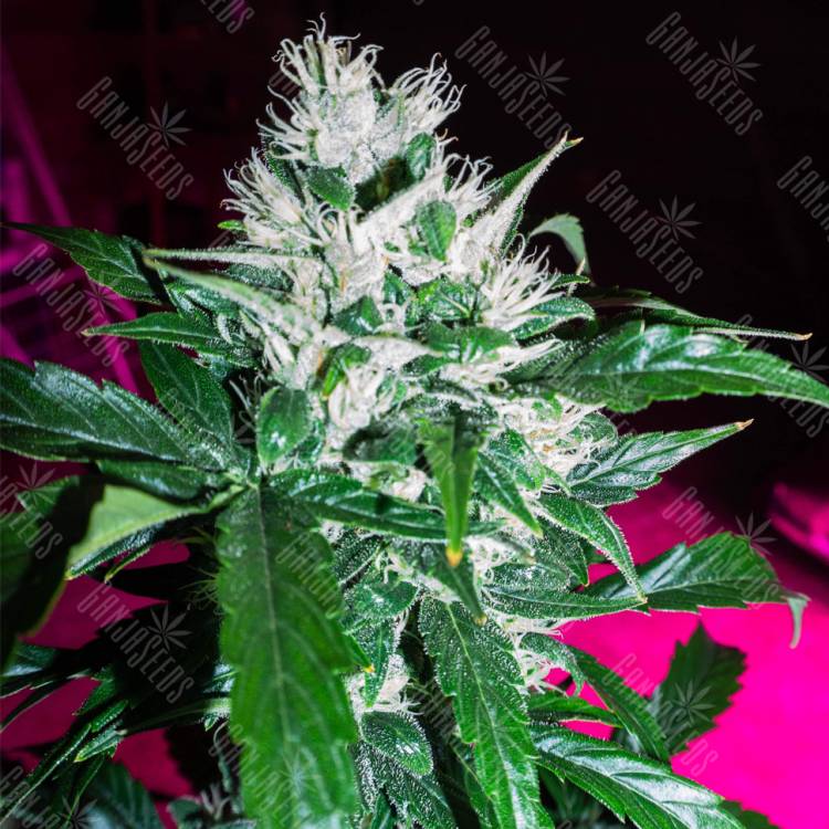 семена конопли наложенным платежом Auto Dr. Greenthumb's Dedoverde Haze feminised Humboldt Seeds