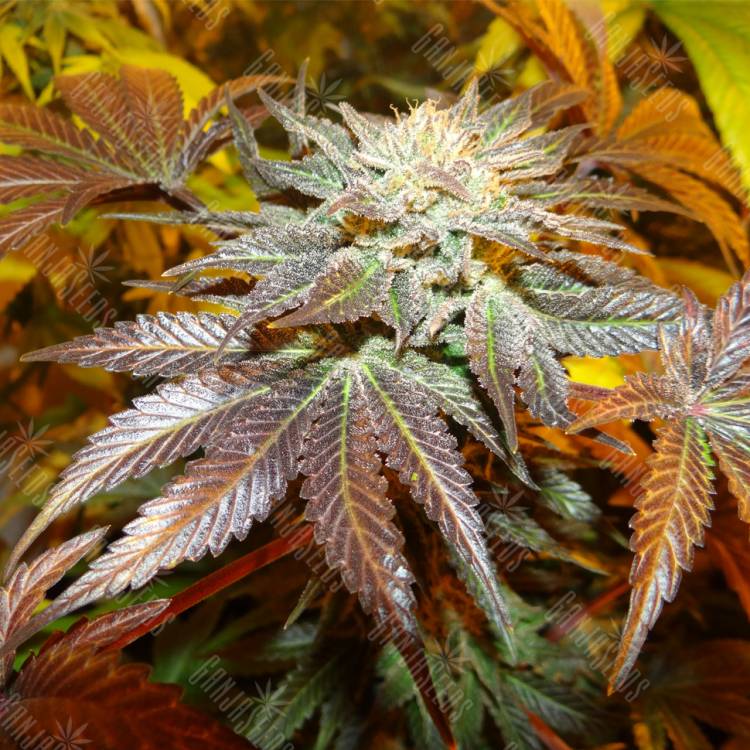 семена конопли с доставкой Canadian Kush feminised Medical Seeds
