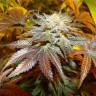 семена конопли с доставкой Canadian Kush feminised Medical Seeds