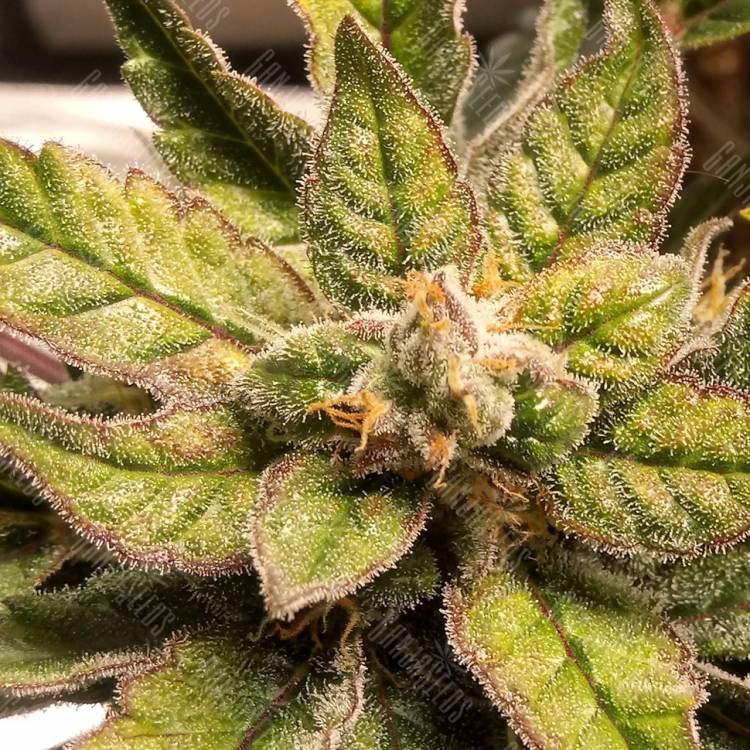 семена конопли медицинской Auto Sweet Nurse CBD feminised Sweet Seeds