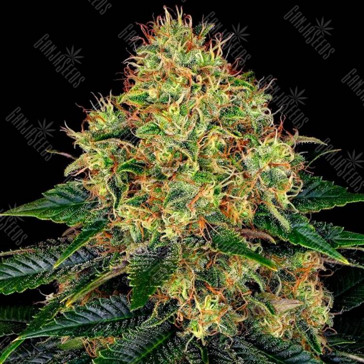 Семена Auto Skywalker feminised Ganja Seeds
