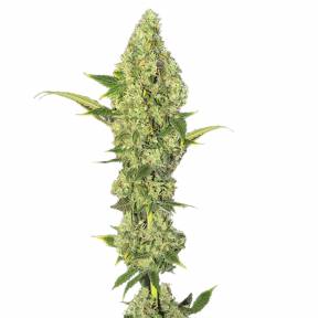 Pointer feminised RuSeeds