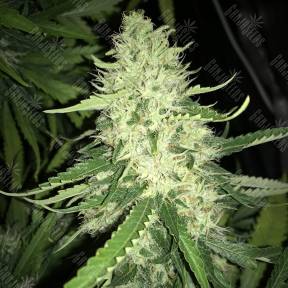 Turpan feminised Bang Seeds