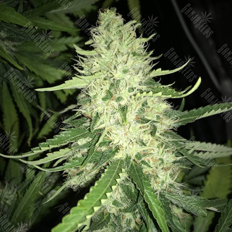 семена культурной конопли купить Turpan feminised Bang Seeds