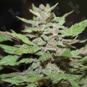Auto Lemon Skunk regular Ganja Seeds