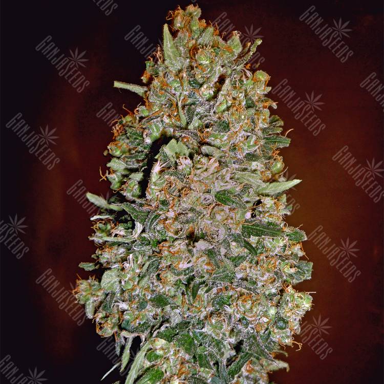 семена конопли для посадки купить Auto Chocolate Skunk feminised 00 Seeds