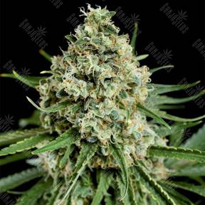 Peyote Critical feminised Barneys Farm