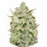 семена конопли для курения Peyote Critical feminised Barneys Farm