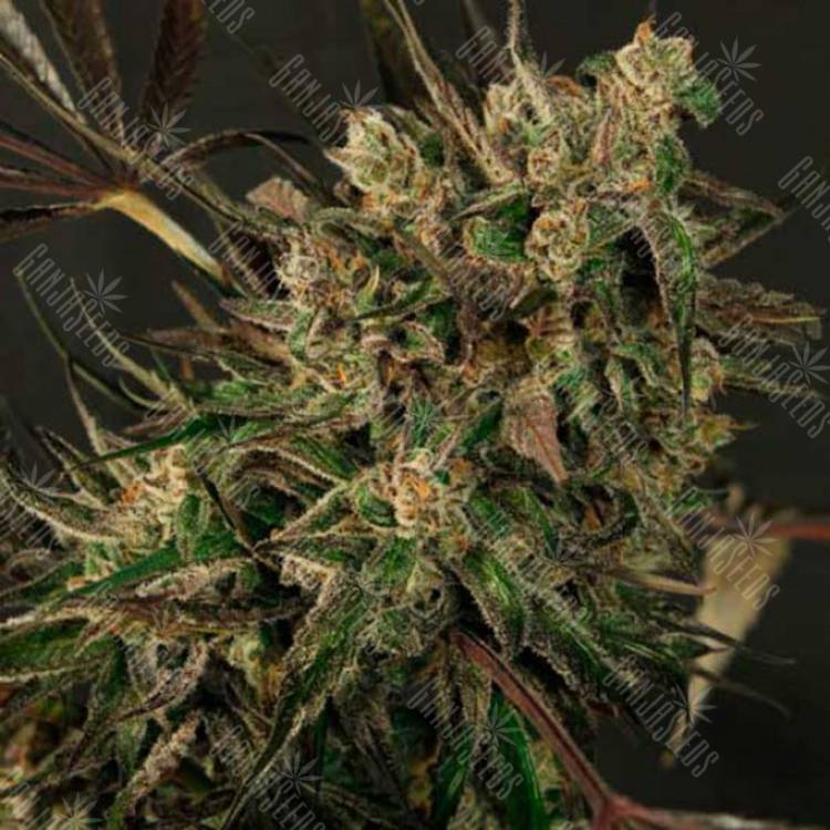 семена конопли Exotic Colours feminised Exotic Seed