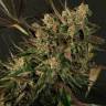 семена конопли Exotic Colours feminised Exotic Seed