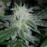 семена индийской конопли Auto Lemon Juice Express feminised Humboldt Seeds