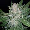 семена конопли в России Auto Lemon Juice Express feminised Humboldt Seeds