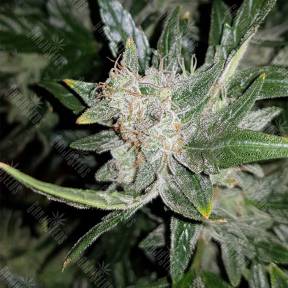 Auto Lemon Juice Express feminised Humboldt Seeds