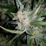 конопля семена сорта заказать Auto Lemon Juice Express feminised Humboldt Seeds