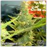 семена конопли феминизированные Automaria II feminised Paradise Seeds