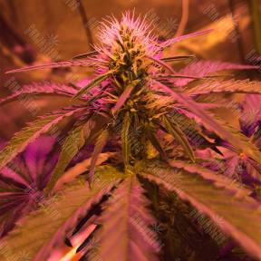 Amnesia Haze feminised Royal Queen