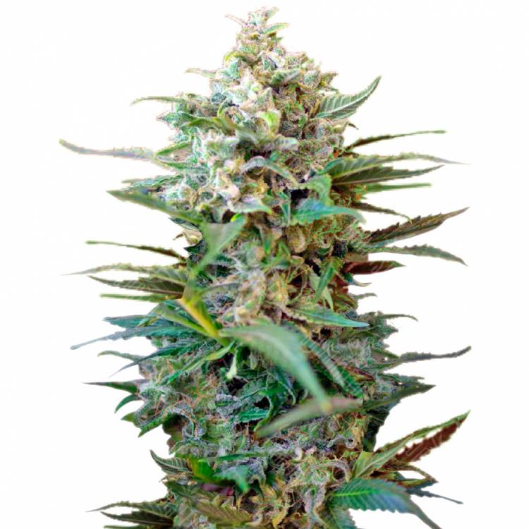 Семена конопли Auto Big Devil XL feminised Ganja Seeds