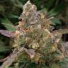 Семена конопли недорого Auto Big Devil XL feminised Ganja Seeds