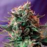 Недорогие семена конопли Jack 47 feminised Ganja Seeds Fast Version