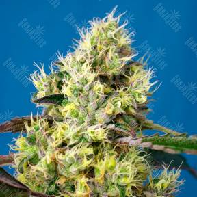 Auto Sweet Gelato feminised Ganja Seeds