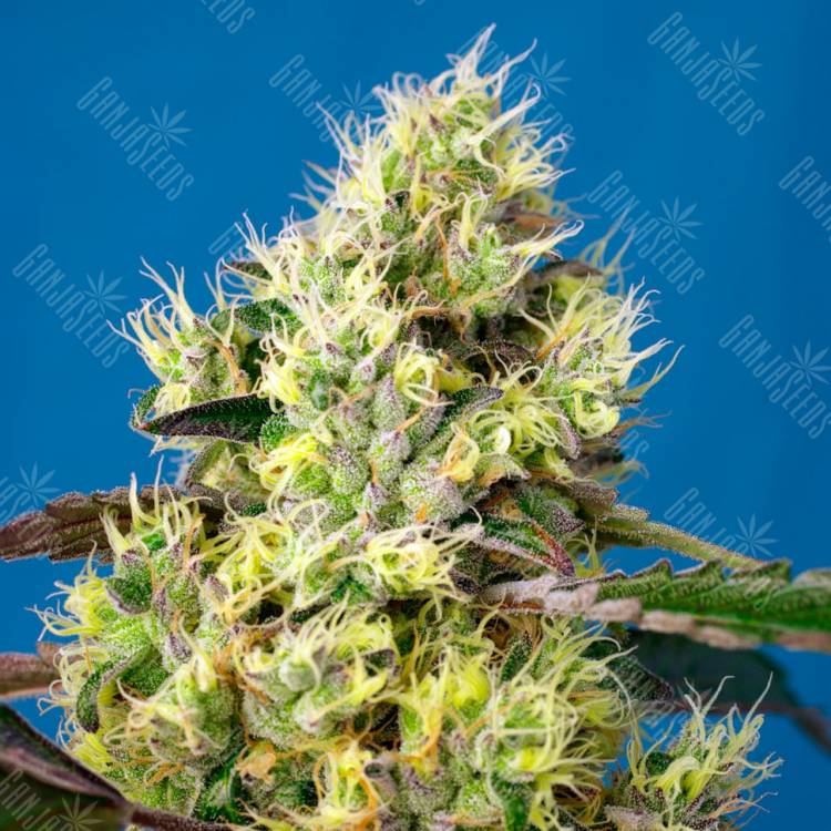 Семена Auto Sweet Gelato feminised Ganja Seeds купить