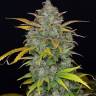 Семена Auto Sweet Gelato feminised Ganja Seeds заказать