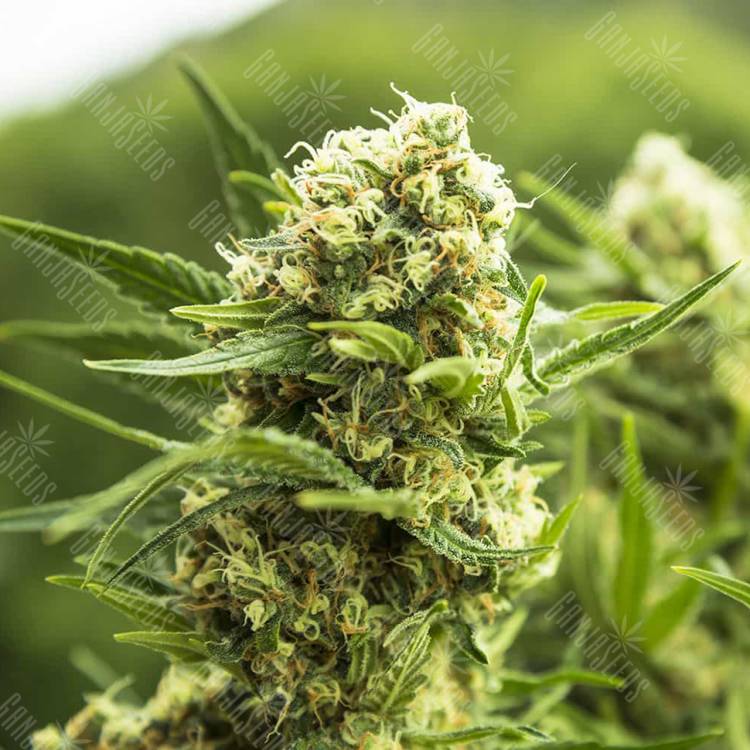 семена конопли элитных сортов El Nino feminised Green House Seeds