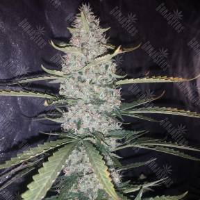 Auto Ultimate feminised Dutch Passion Seeds