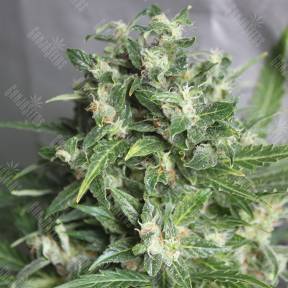 Auto AK 47 feminised Breeders Community Seeds