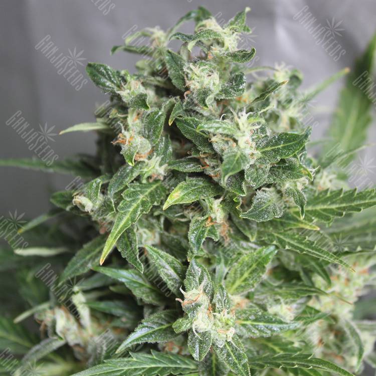 Auto AK 47 feminised Breeders Community Seeds